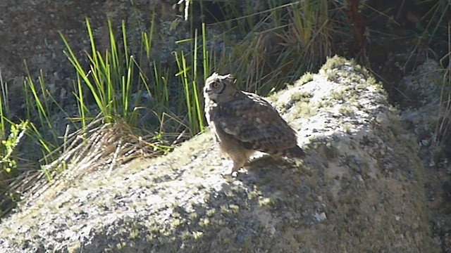 Lesser Horned Owl - ML541854651