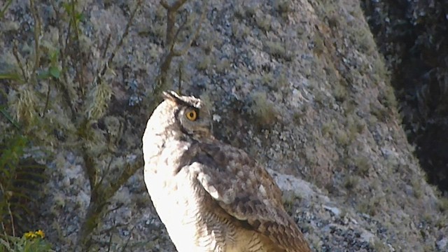 Lesser Horned Owl - ML541854701