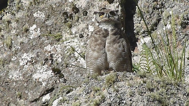Lesser Horned Owl - ML541854831