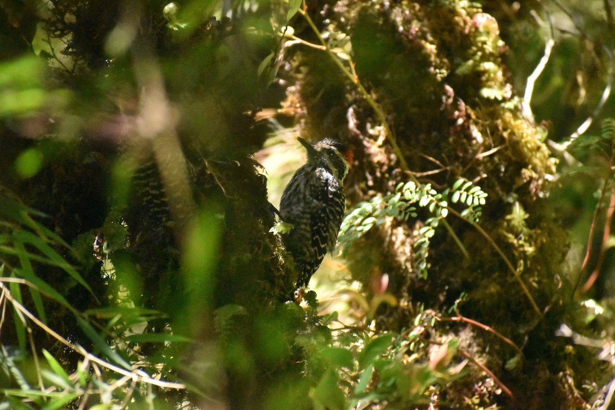 Striped Woodpecker - Pablo Fishwick Mella