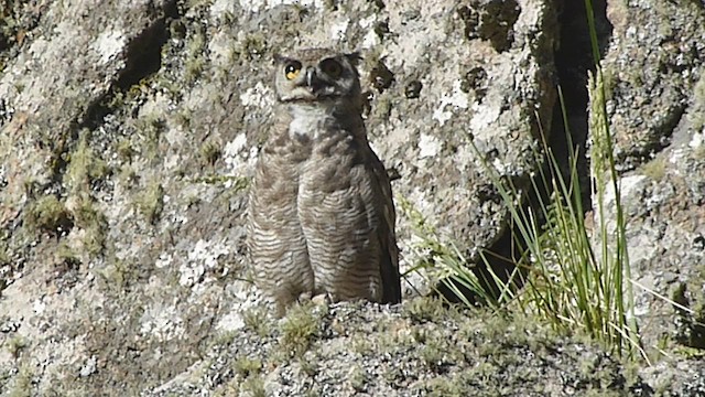 Lesser Horned Owl - ML541855001