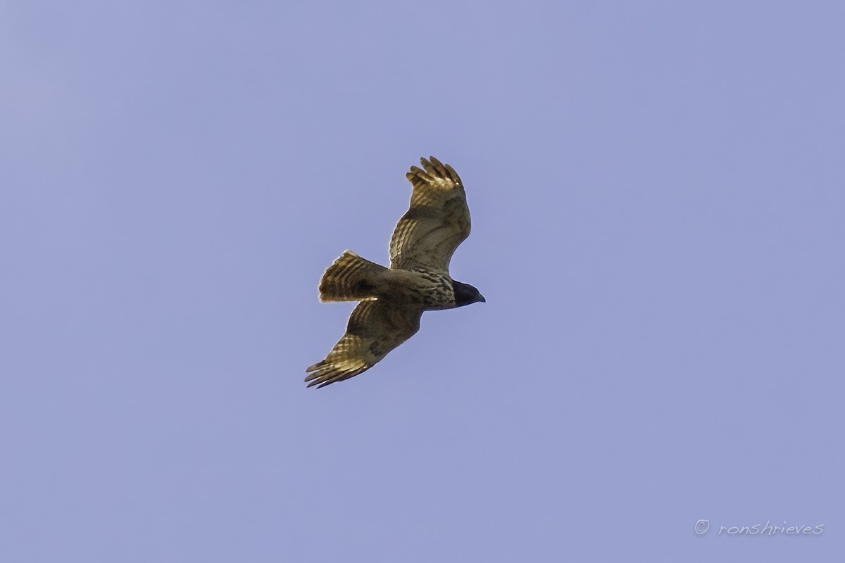 Red-shouldered Hawk - Ron Shrieves