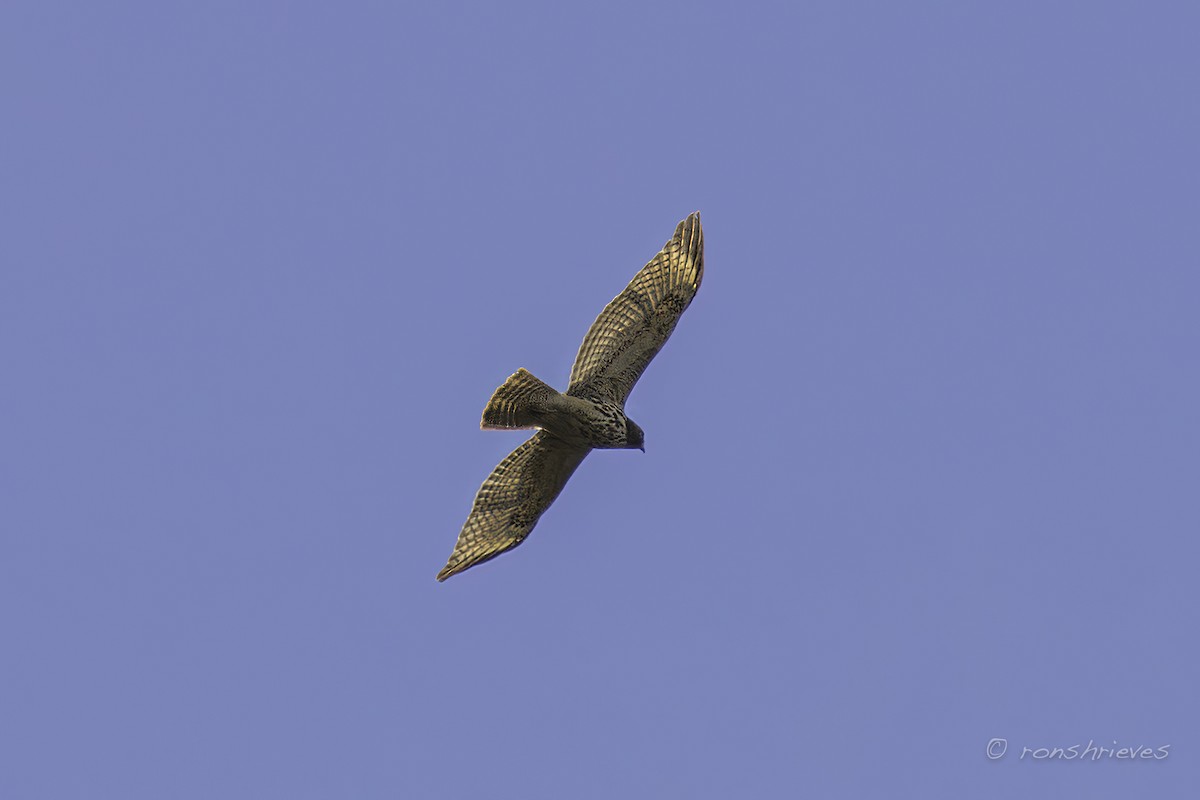 Red-shouldered Hawk - Ron Shrieves