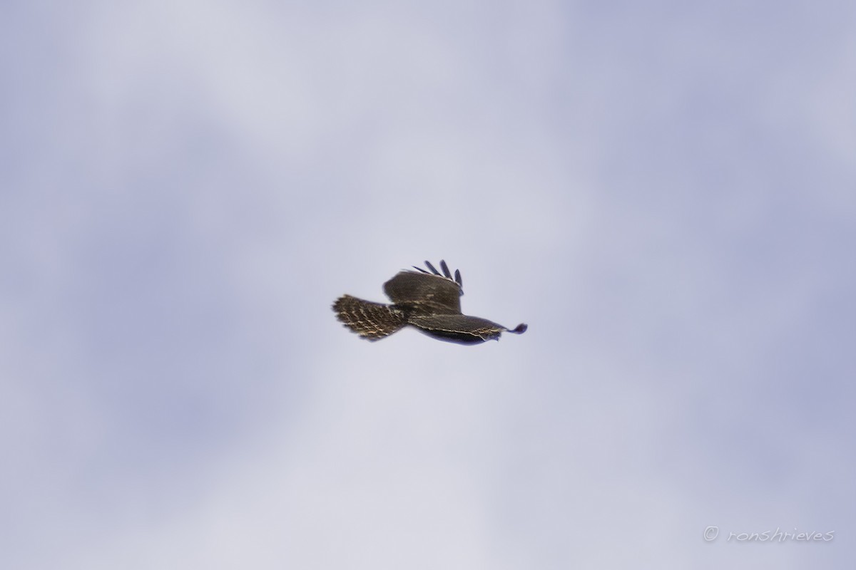 Red-shouldered Hawk - Ron Shrieves