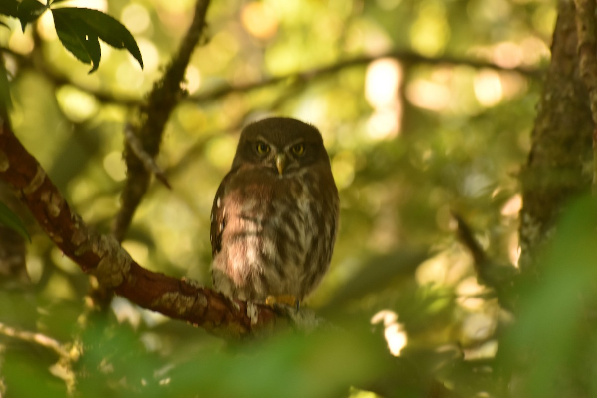 Austral Pygmy-Owl - Pablo Fishwick Mella