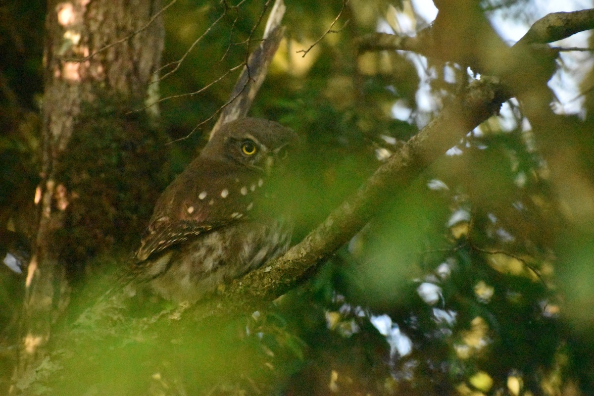 Austral Pygmy-Owl - Pablo Fishwick Mella