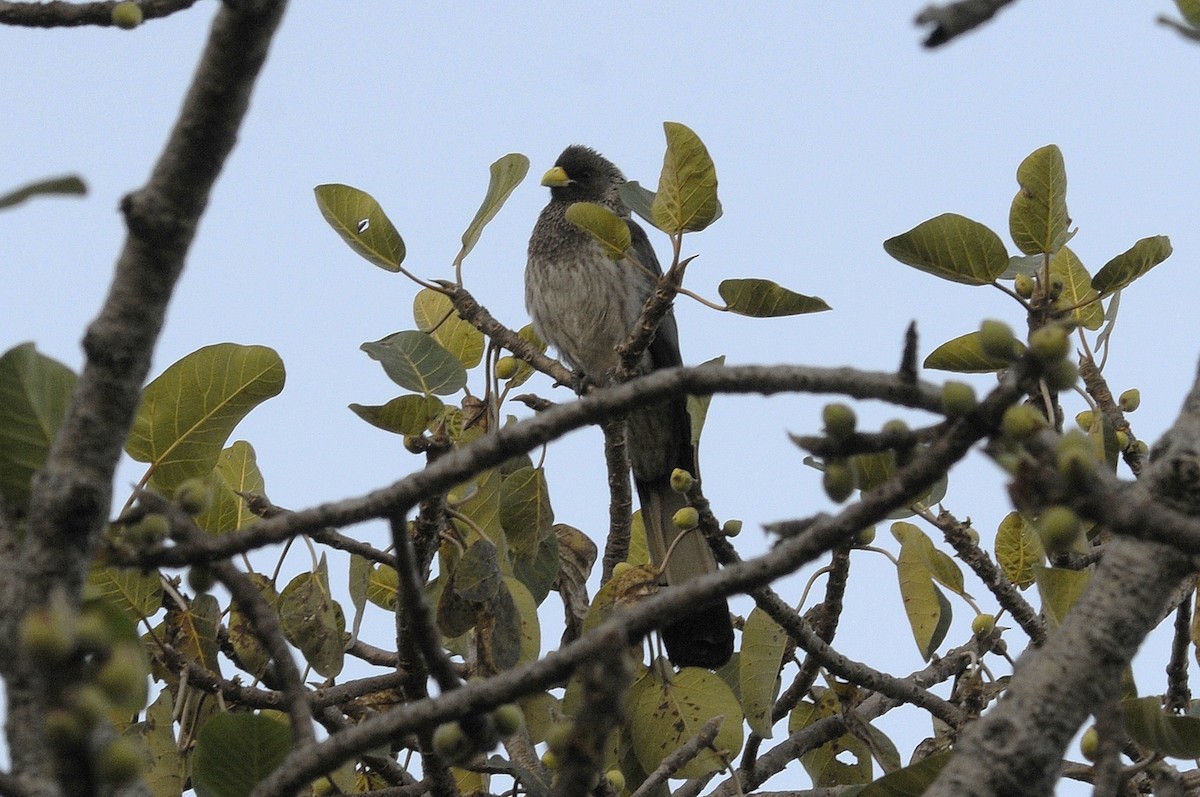 Eastern Plantain-eater - ML541856741