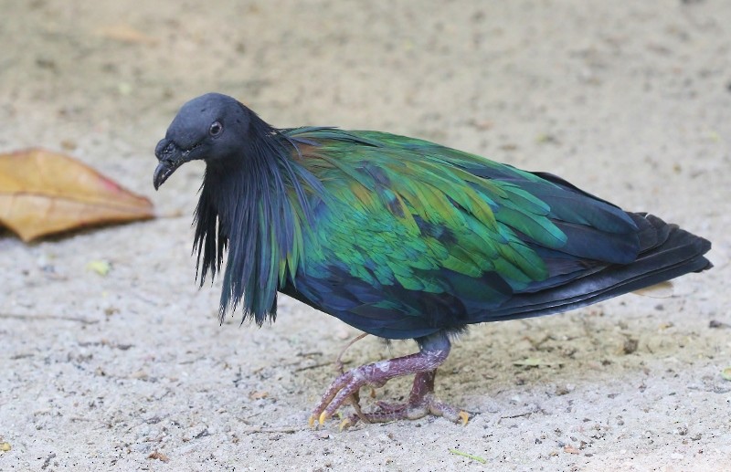 Nicobar Pigeon - ML54185761