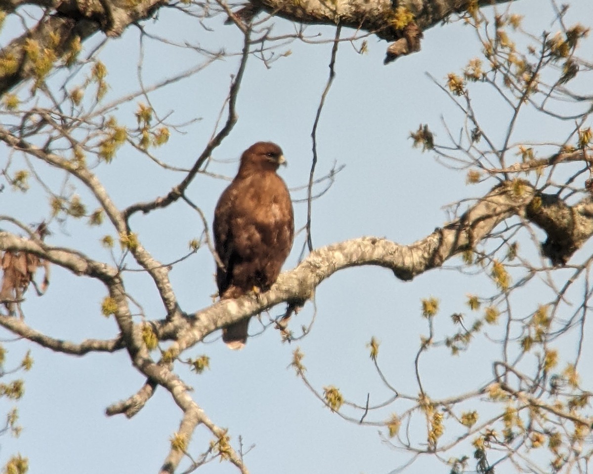 Red-tailed Hawk (abieticola) - ML541858151