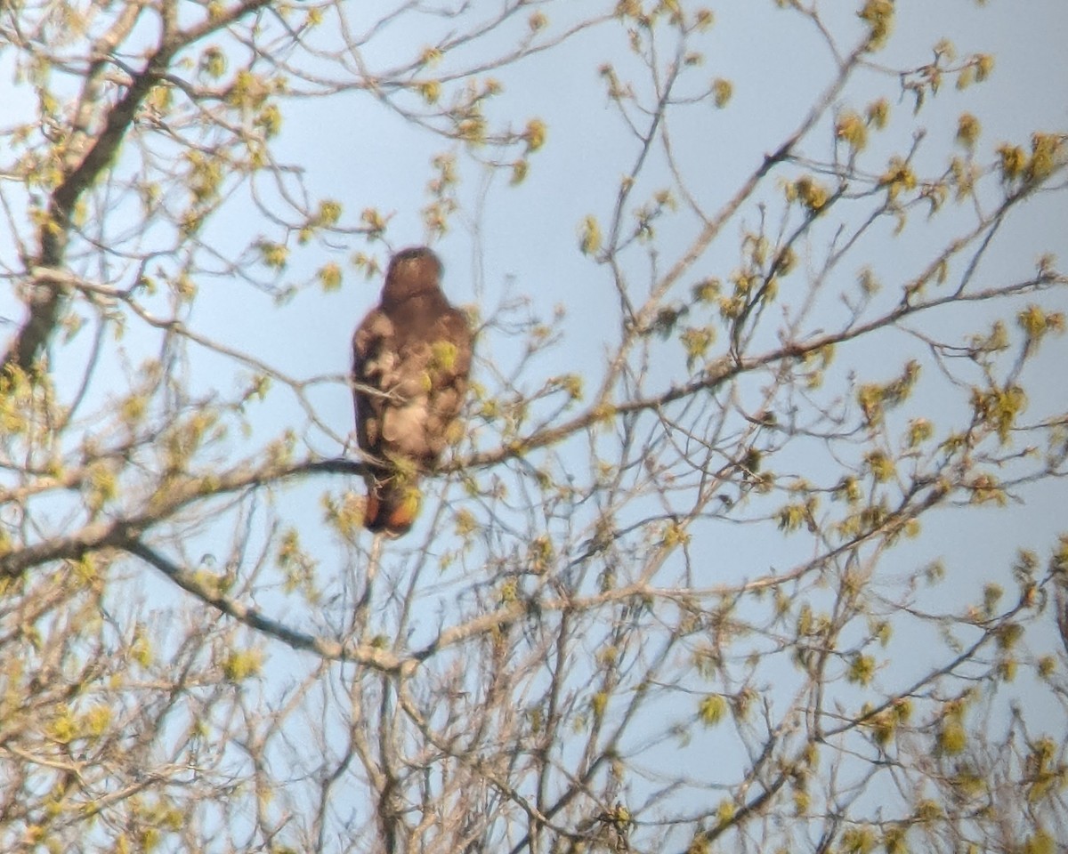 Red-tailed Hawk (abieticola) - ML541858161