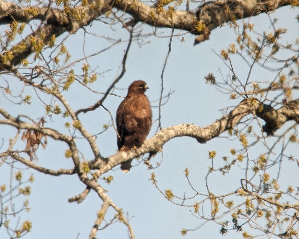 káně rudochvostá (ssp. abieticola) - ML541858651