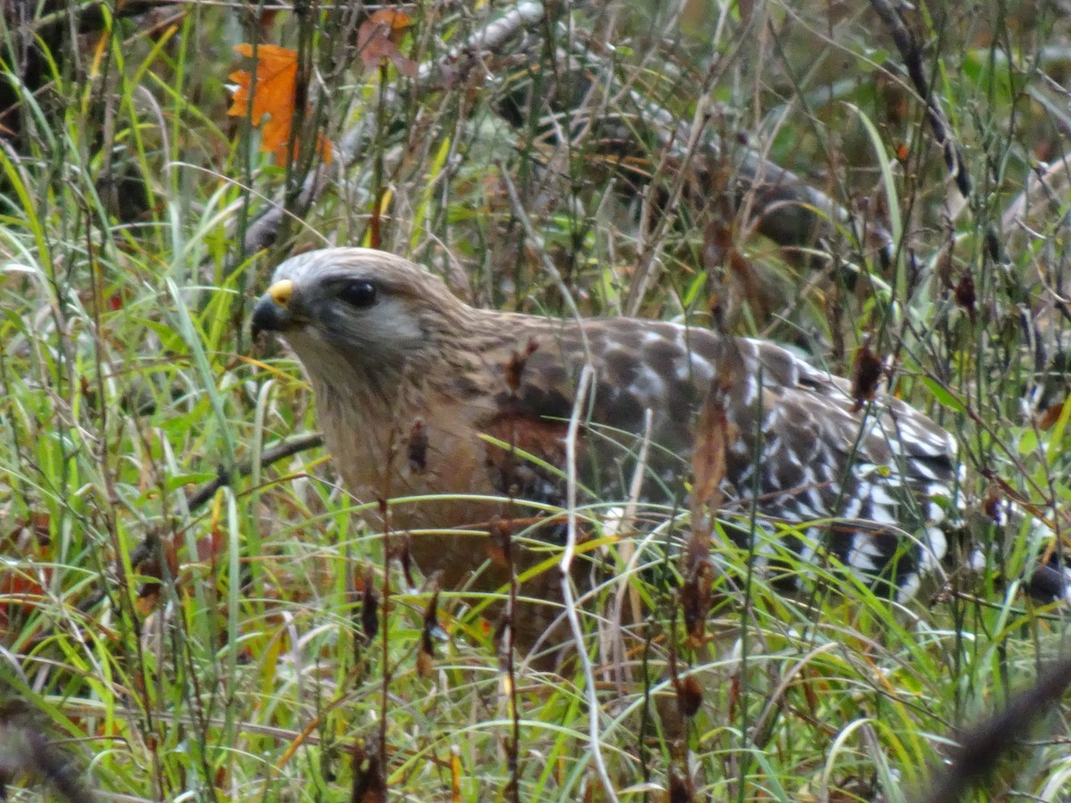 Red-shouldered Hawk - ML541859401