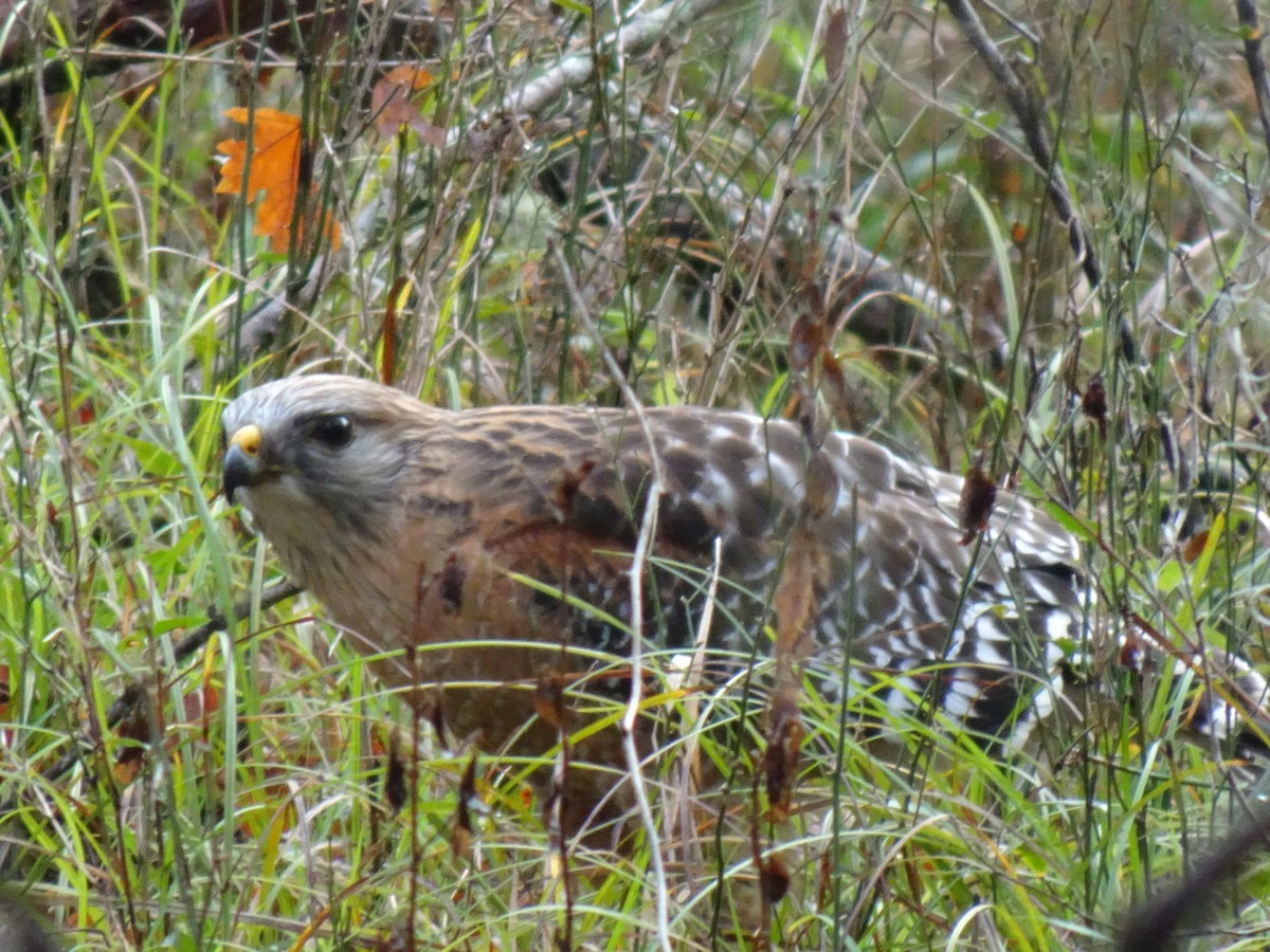 Red-shouldered Hawk - ML541859411