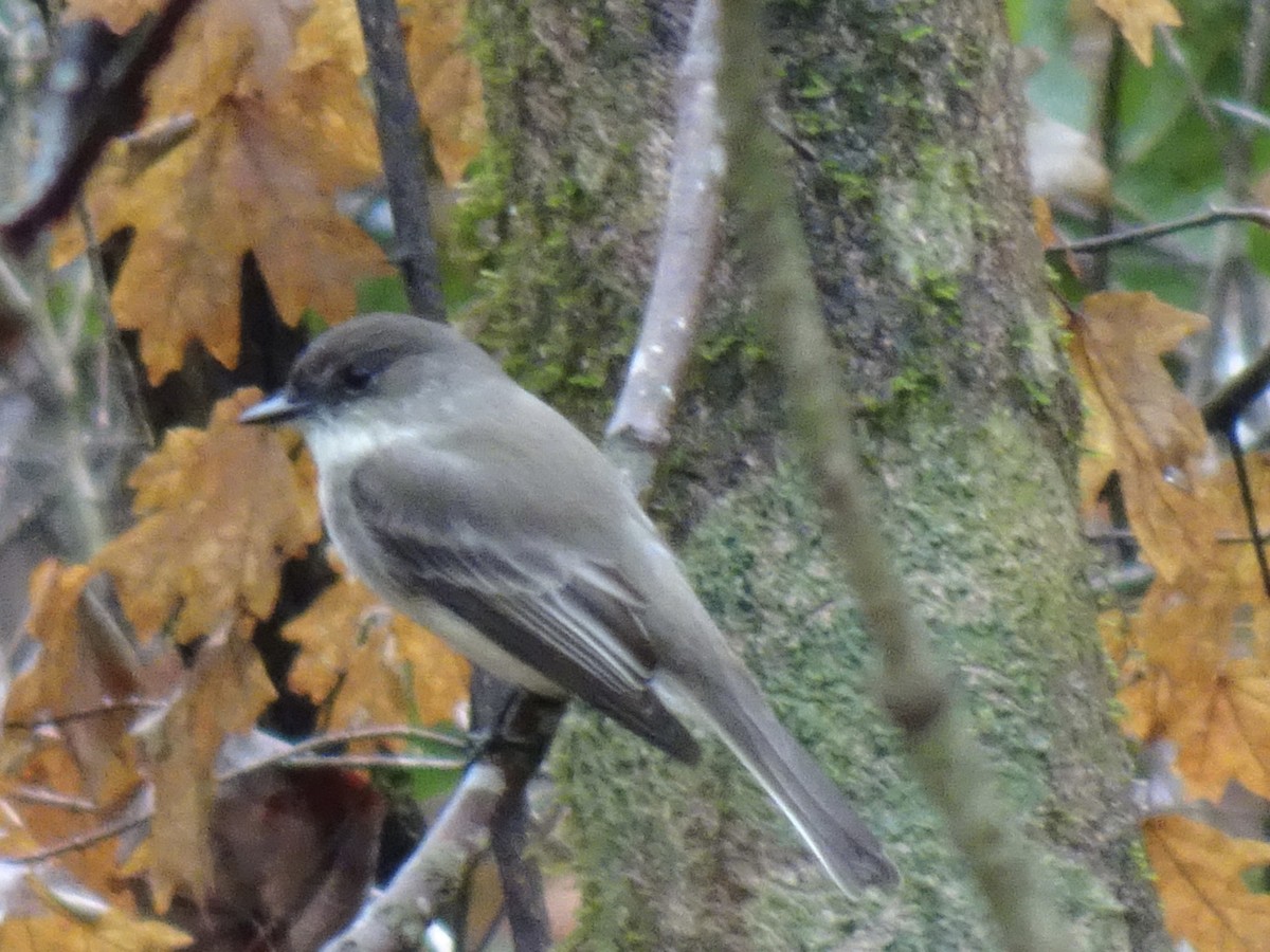 Eastern Phoebe - Randy Coons