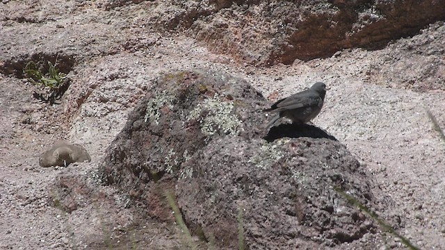 Géositte à ailes rousses - ML541860081