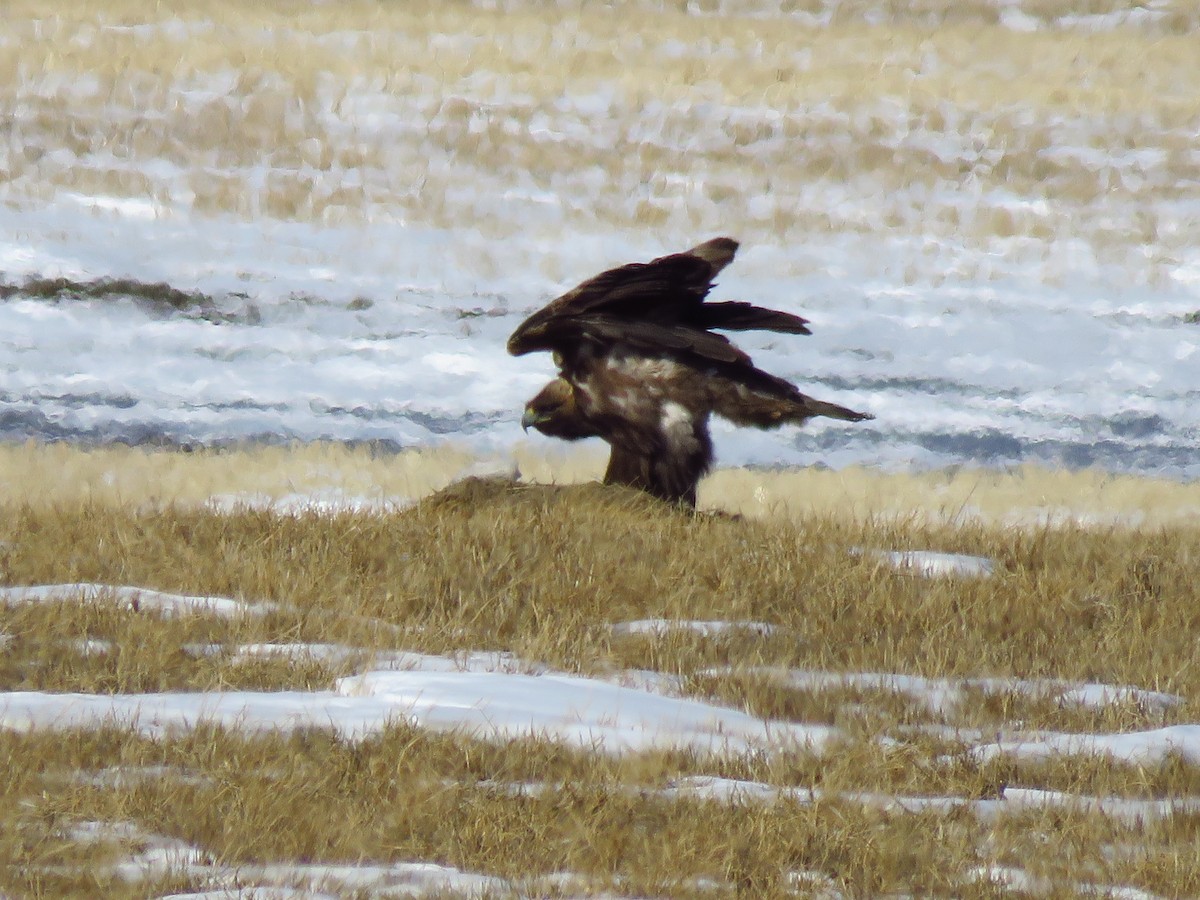 Golden Eagle - Ken Orich