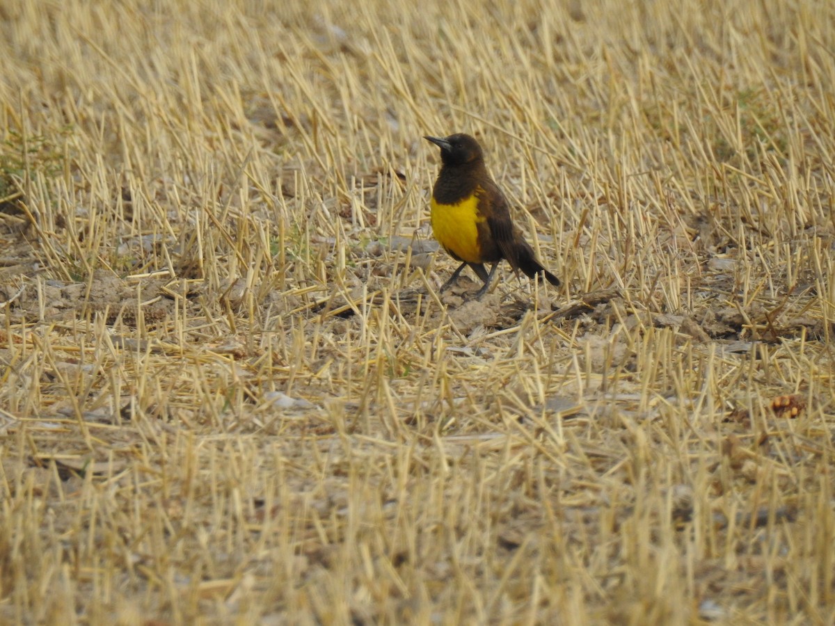 Brown-and-yellow Marshbird - ML541864721