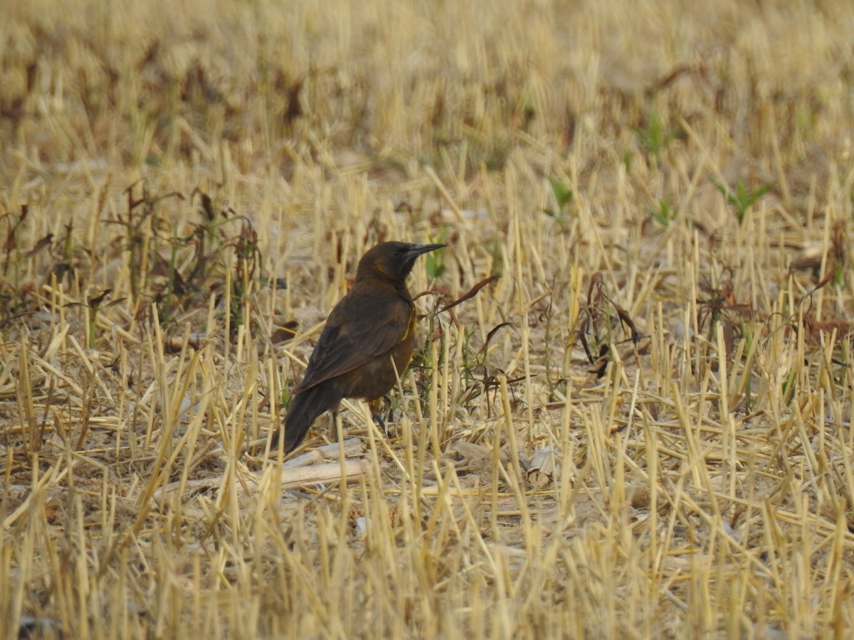 Brown-and-yellow Marshbird - ML541864731