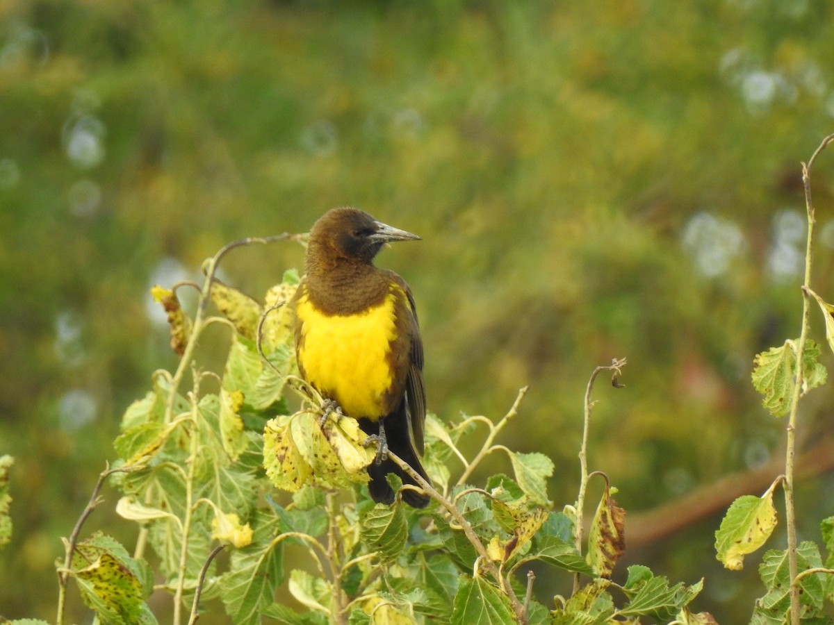 Brown-and-yellow Marshbird - ML541864741