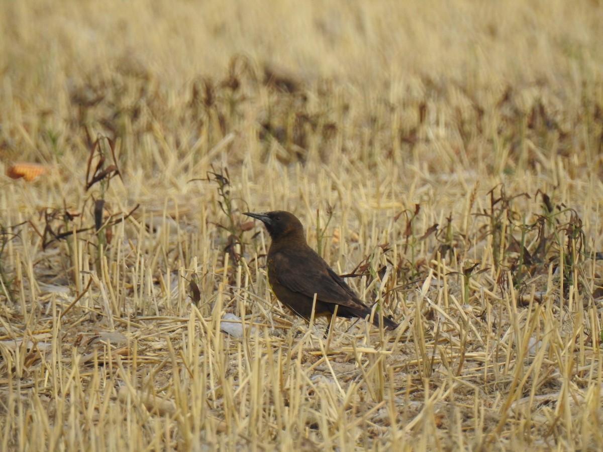 Brown-and-yellow Marshbird - ML541864751