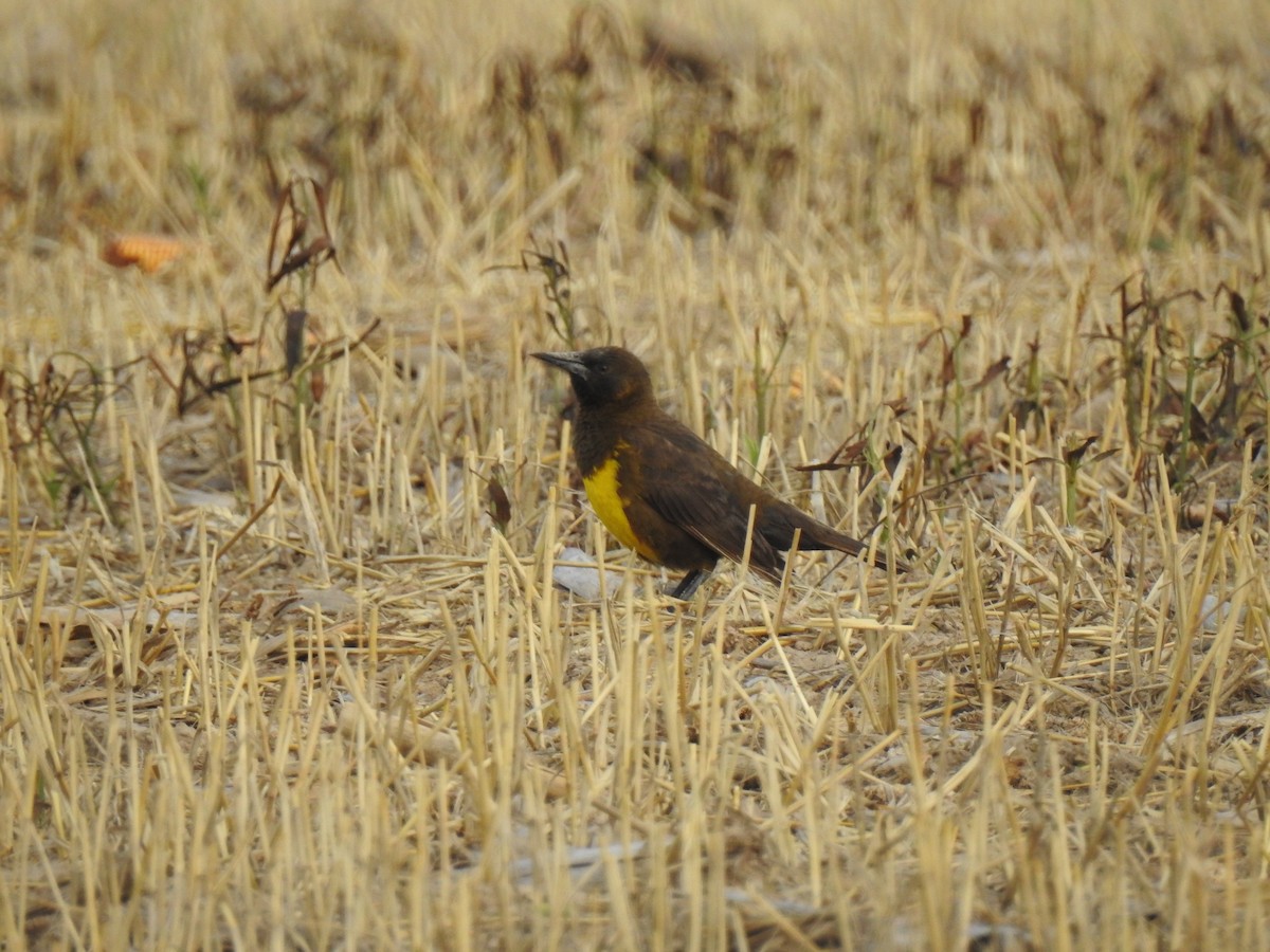 Brown-and-yellow Marshbird - ML541864761