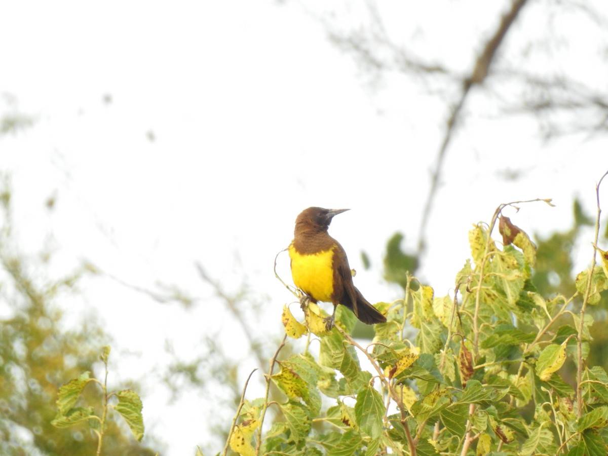 Brown-and-yellow Marshbird - ML541864771