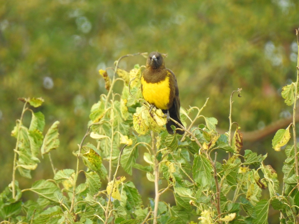 Brown-and-yellow Marshbird - ML541864781