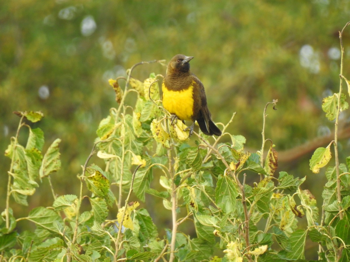 Brown-and-yellow Marshbird - Martín Toledo