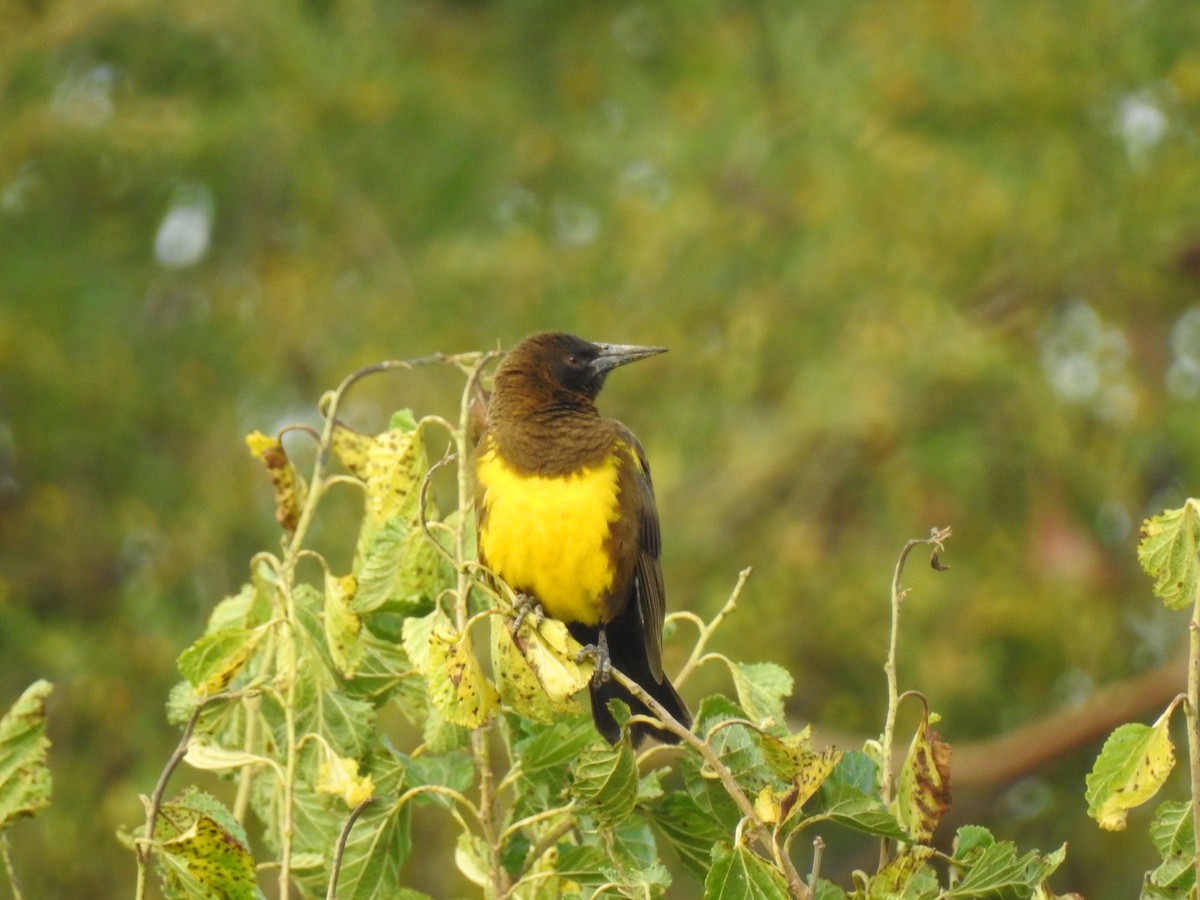 Brown-and-yellow Marshbird - ML541864801