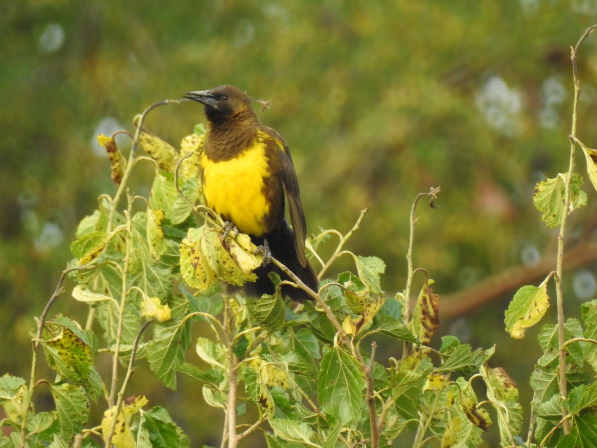 Brown-and-yellow Marshbird - ML541864811