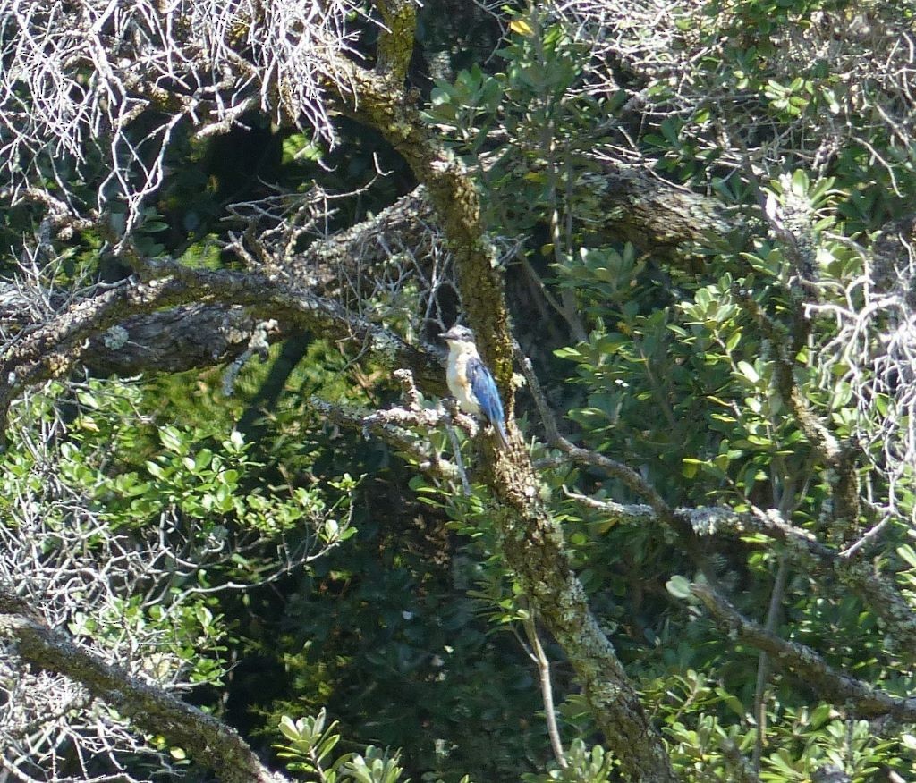 Sacred Kingfisher - ML541865041