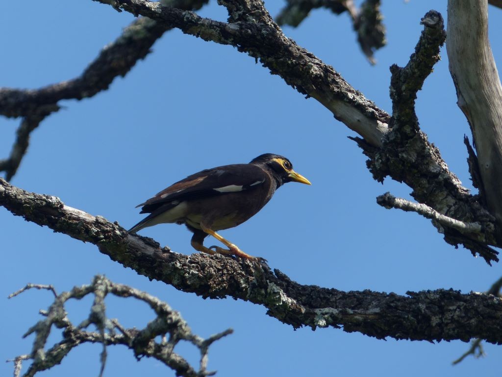 Common Myna - ML541865201