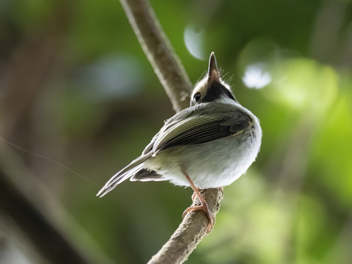 Black-throated Tody-Tyrant - ML541866351