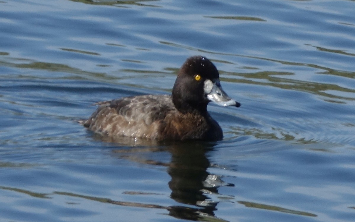 Lesser Scaup - ML54186701