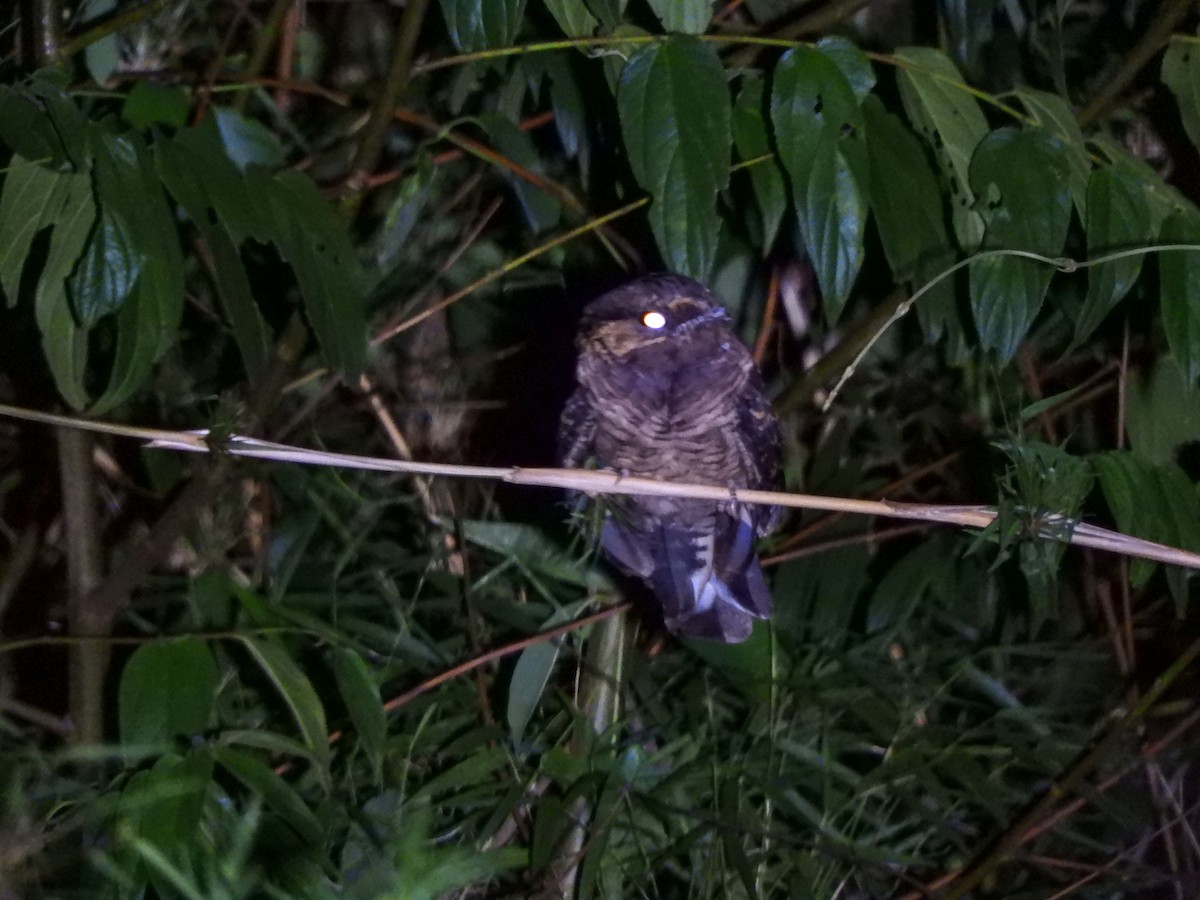 Silky-tailed Nightjar - ML541867681