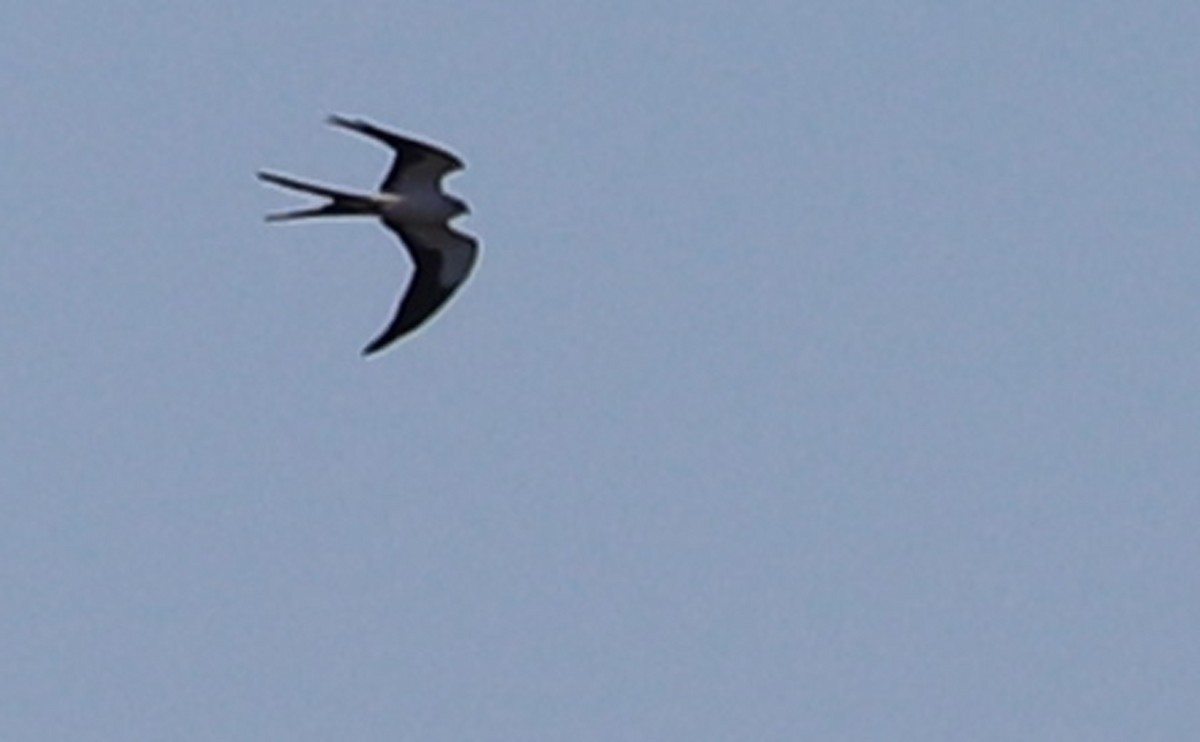 Swallow-tailed Kite - Rob Bielawski