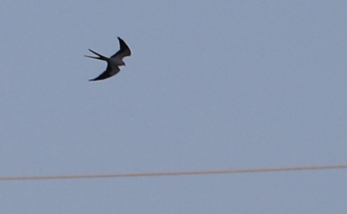 Swallow-tailed Kite - Rob Bielawski