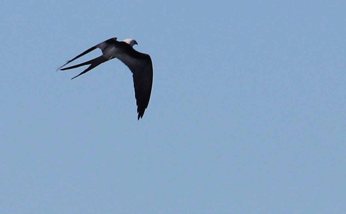 Swallow-tailed Kite - Rob Bielawski