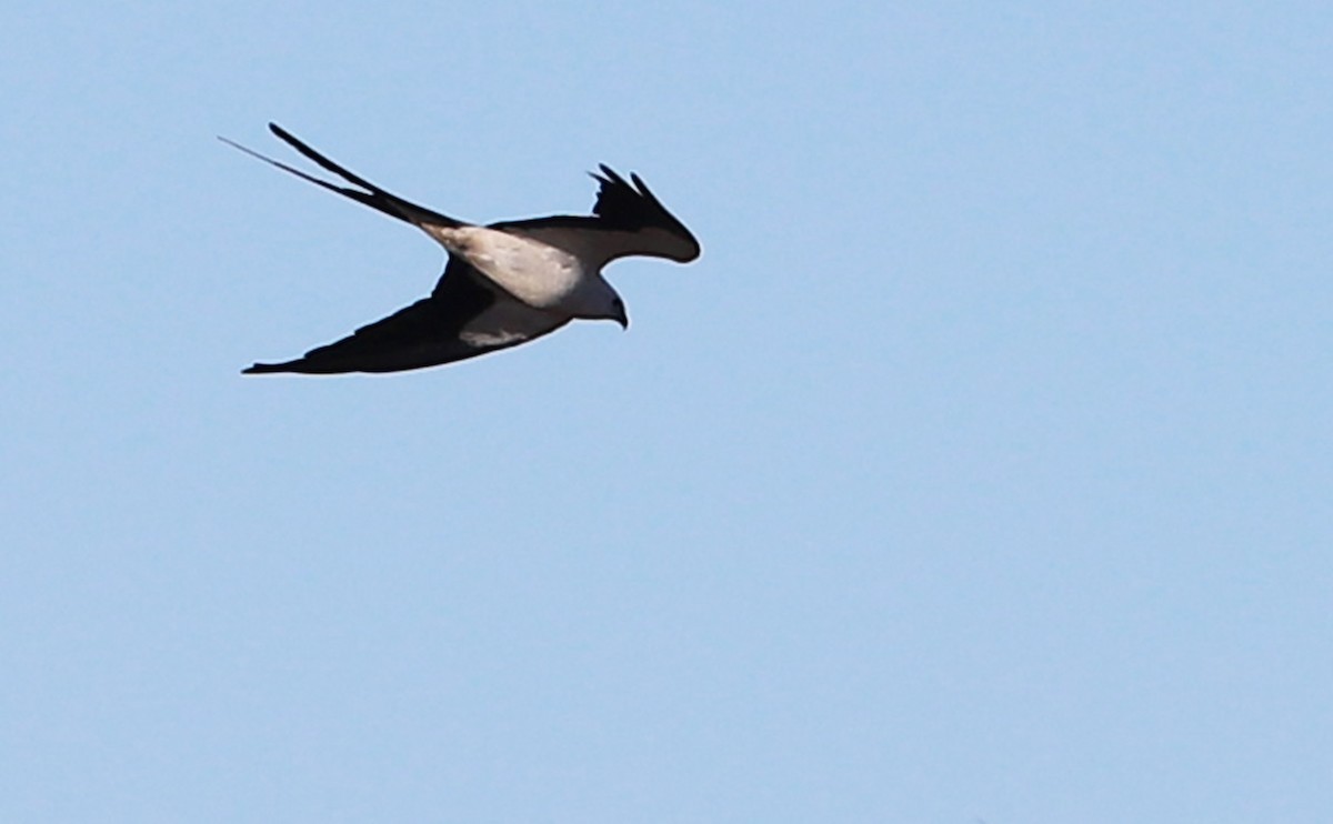 Swallow-tailed Kite - Rob Bielawski