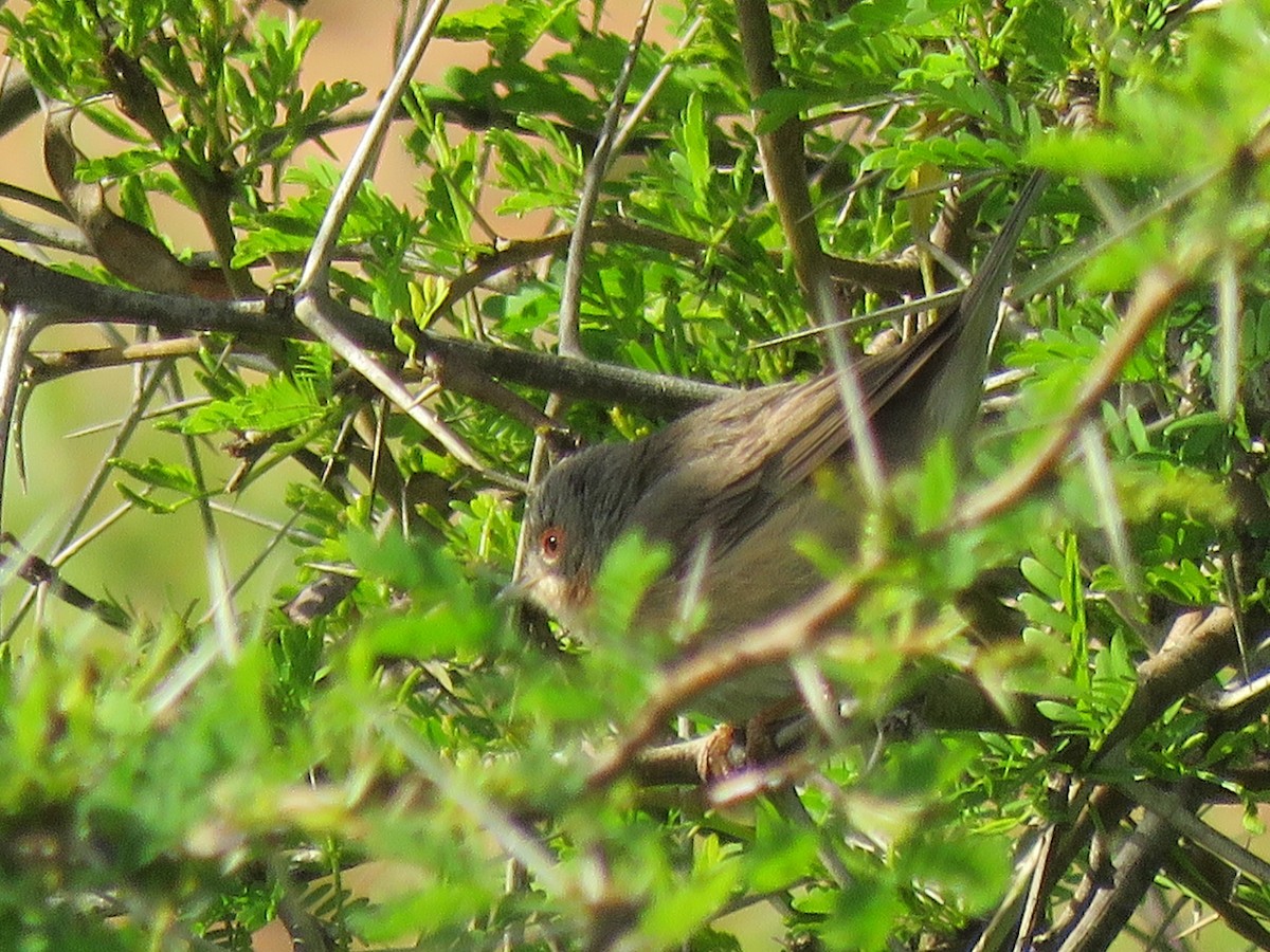 Western Subalpine Warbler - ML54186941