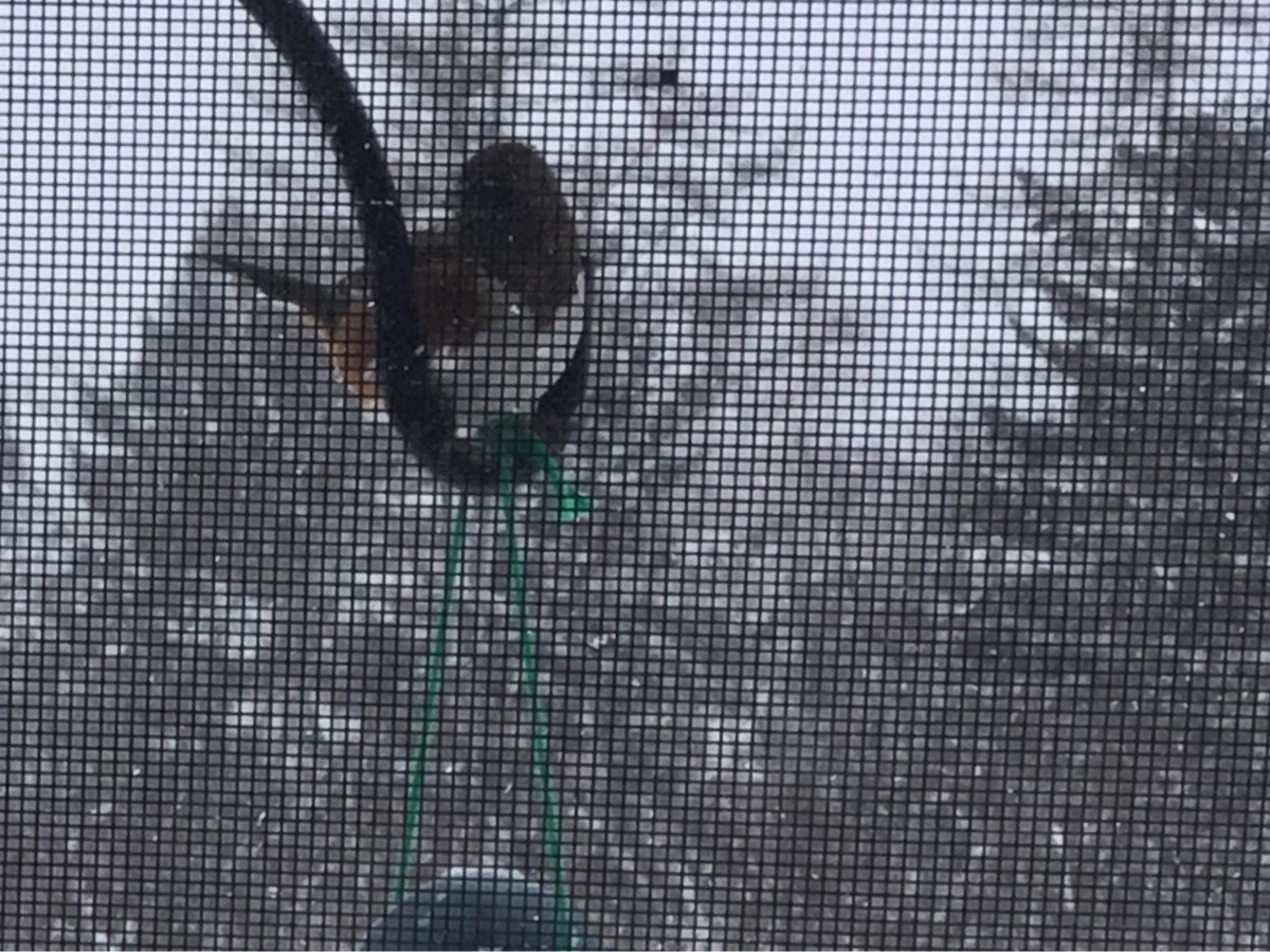 Eastern Towhee - C MacNeill