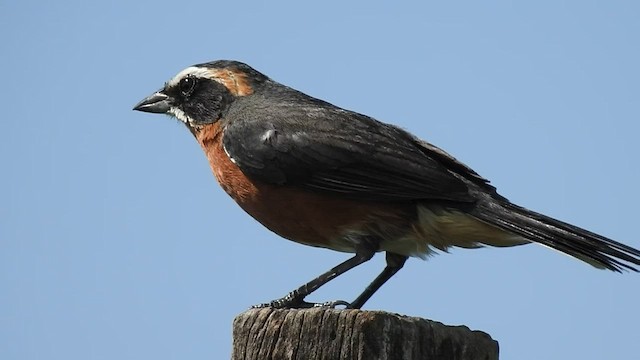 Black-and-rufous Warbling Finch - ML541870091