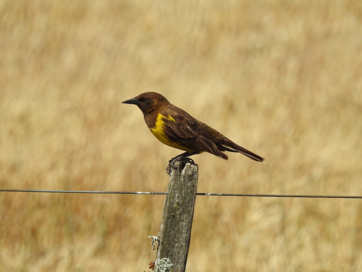 Brown-and-yellow Marshbird - ML541870271