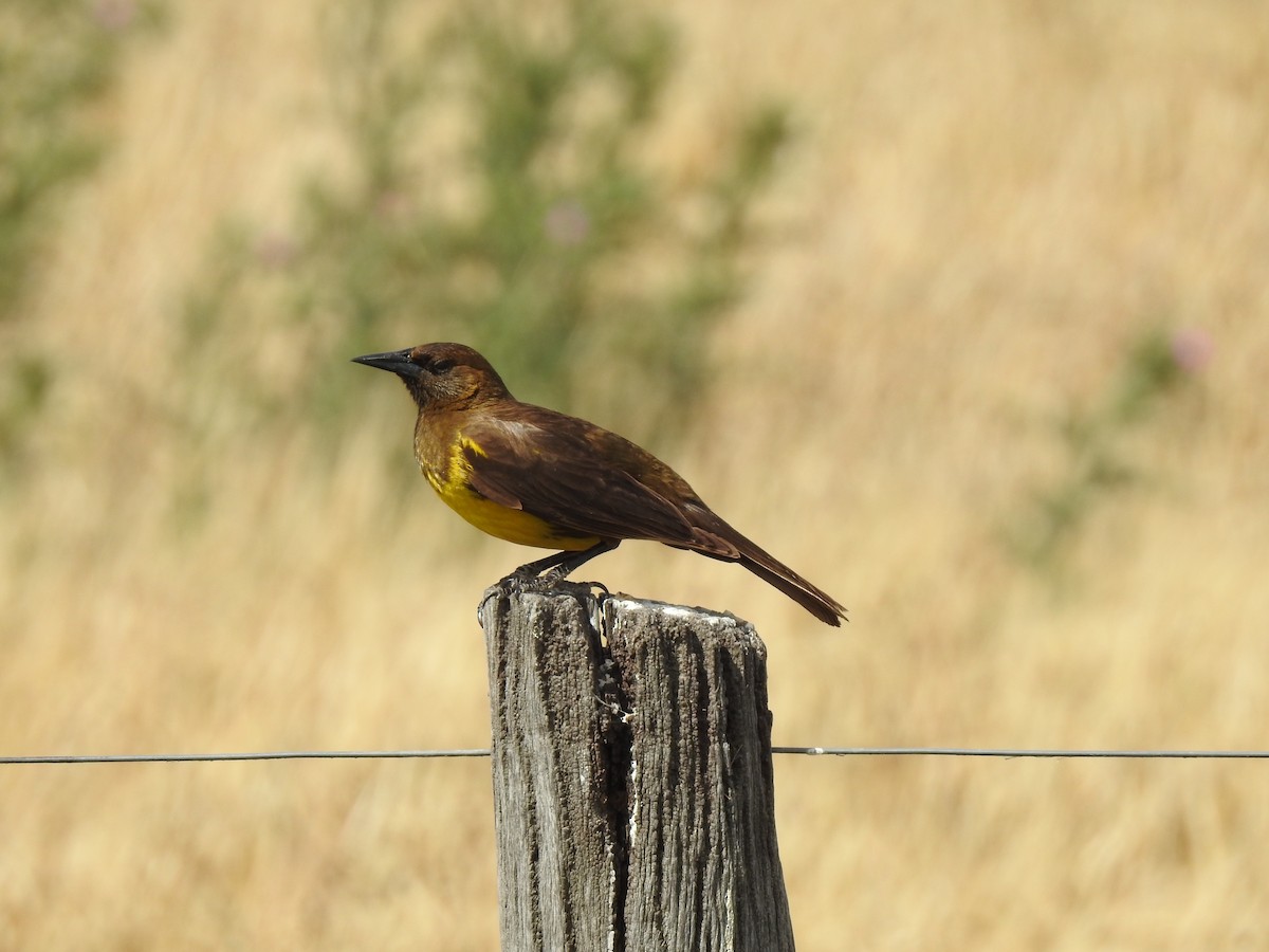 Brown-and-yellow Marshbird - ML541870281