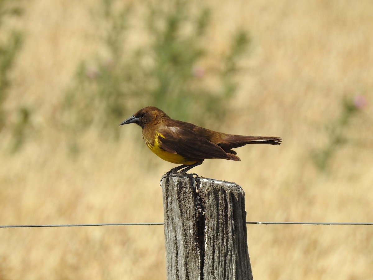 Brown-and-yellow Marshbird - ML541870291