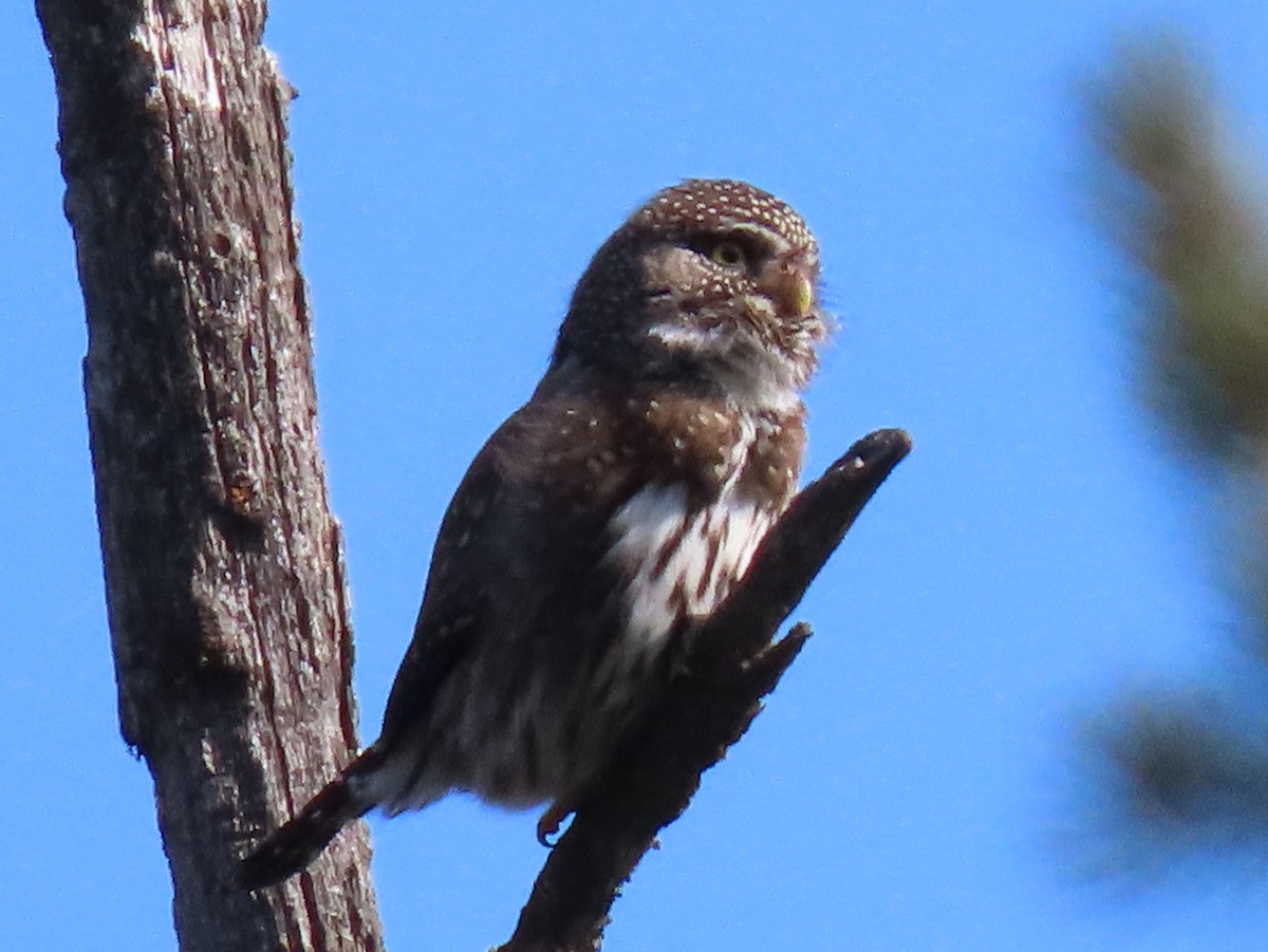 Northern Pygmy-Owl - ML541870451