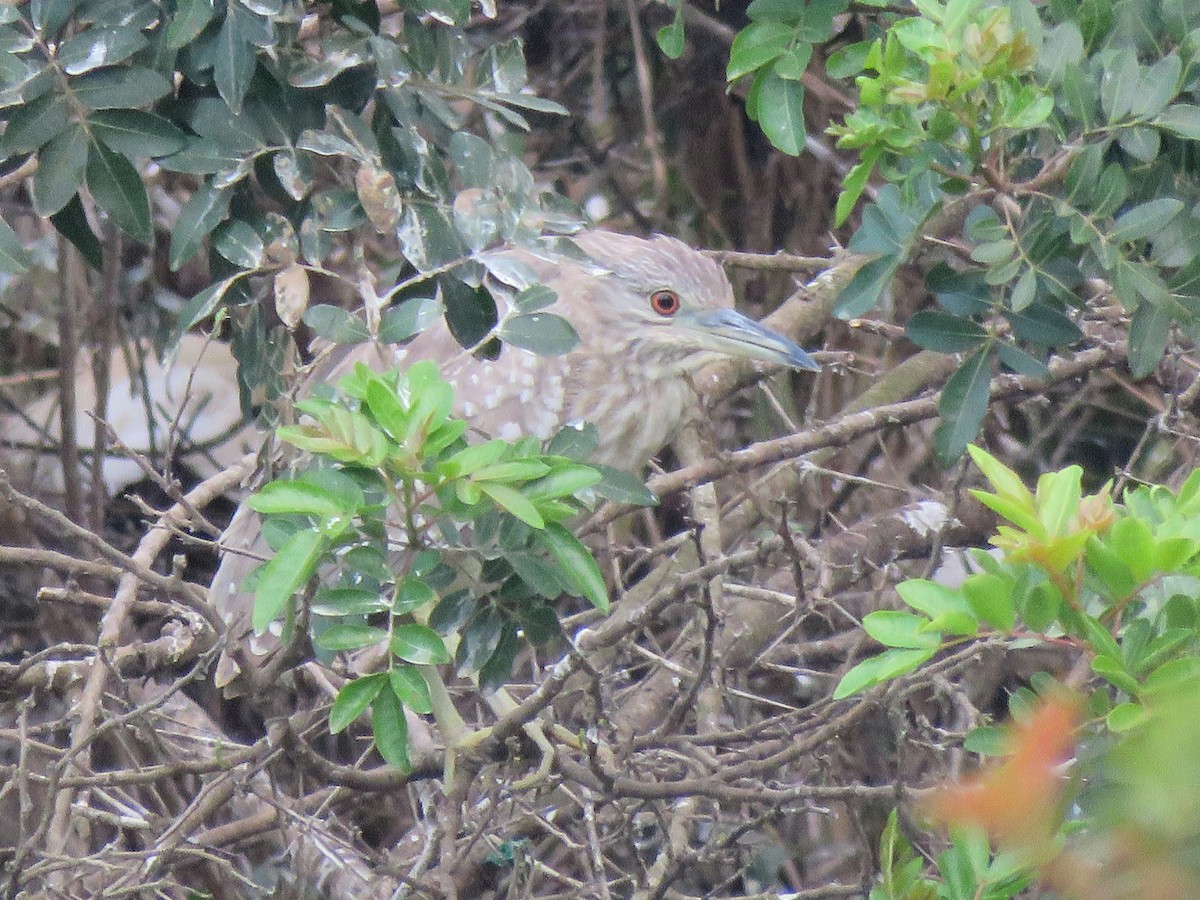 Black-crowned Night Heron - Pedro Fernandes