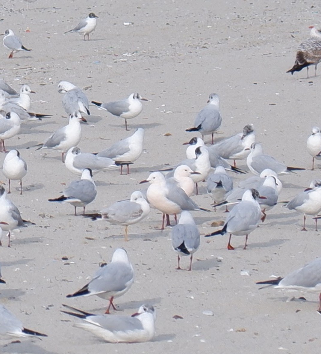 Slender-billed Gull - ML541871471