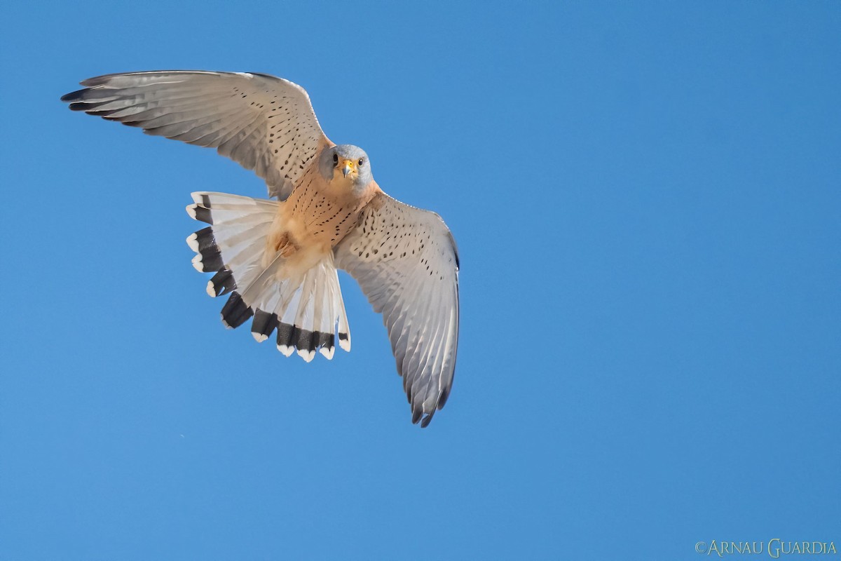 Lesser Kestrel - ML541871791
