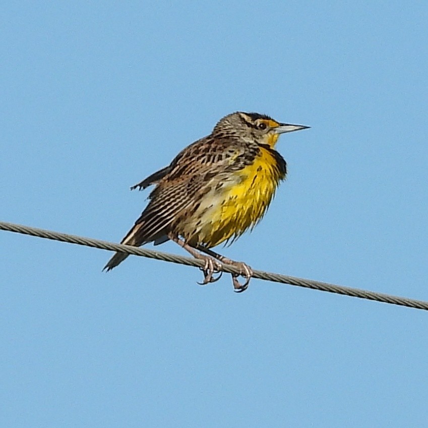 Eastern Meadowlark - Cheryl Huner